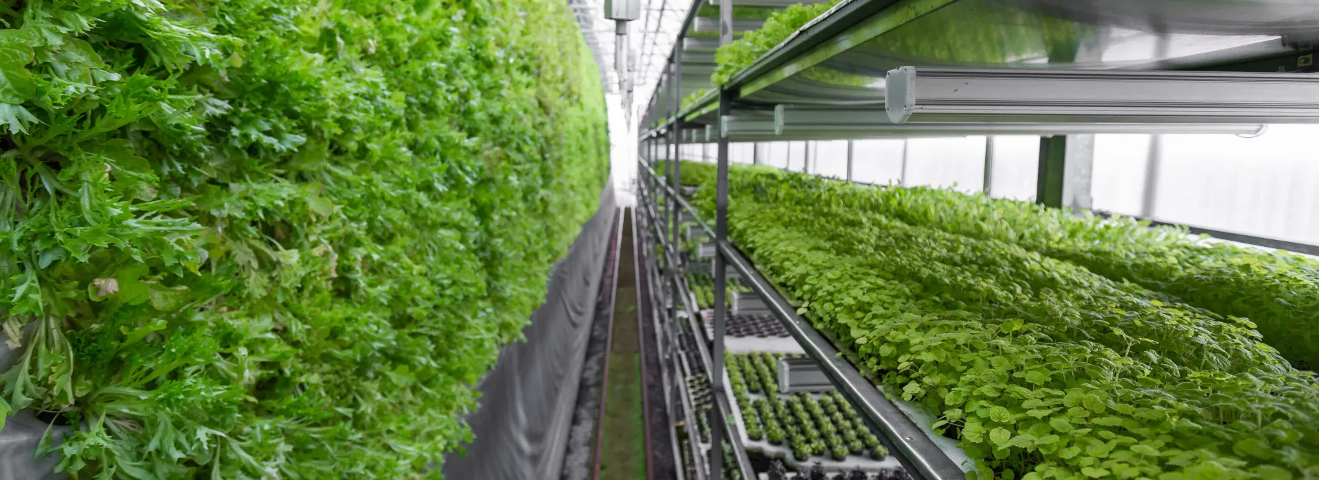 Sistema de agricultura vertical Manufacturer