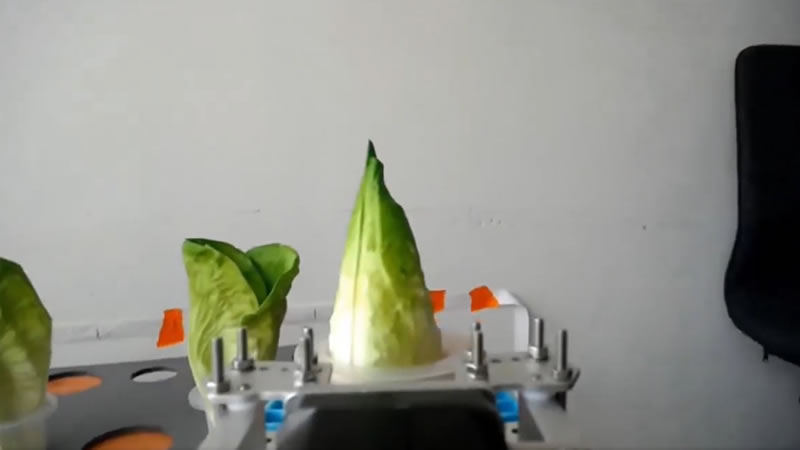 Plantacion y cosecha automática de lechuga