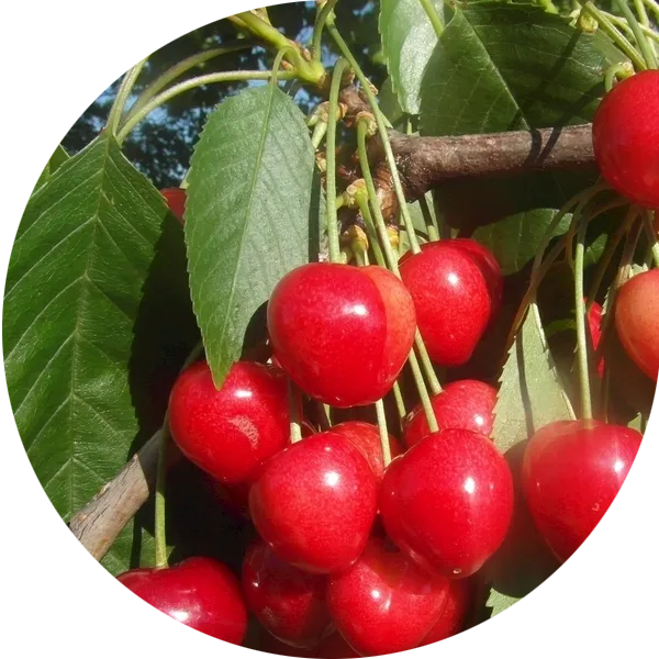 Múltiples métodos de cultivo