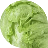 Lechuga de cabeza