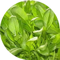 Microvegetales