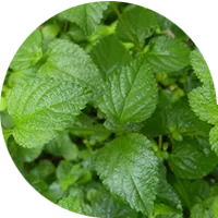 Menta, albahaca