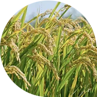 Arroz