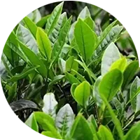 Planta de te